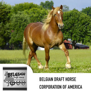 belgian-draft