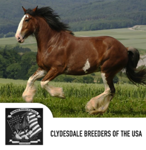 clydesdale