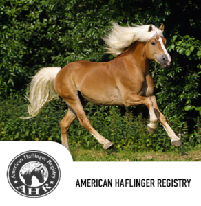 haflinger