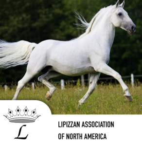 lipizzan