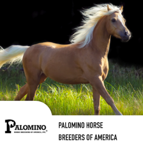 palomino