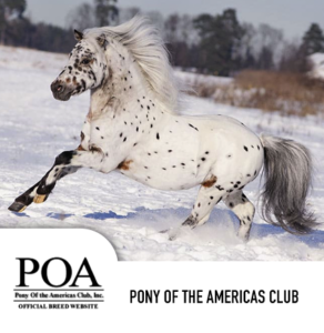 ponyoftheamericas
