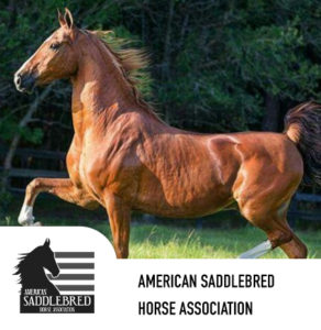 saddlebred